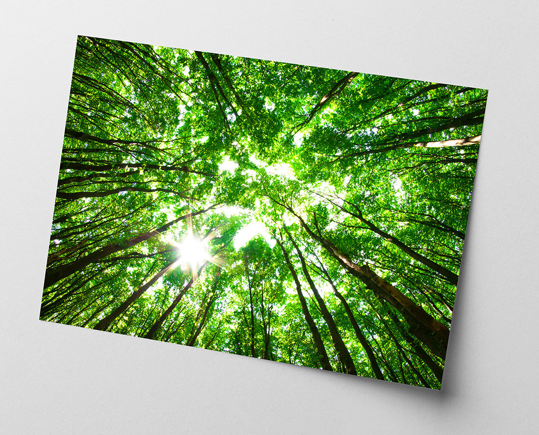 Baumkronen von unten