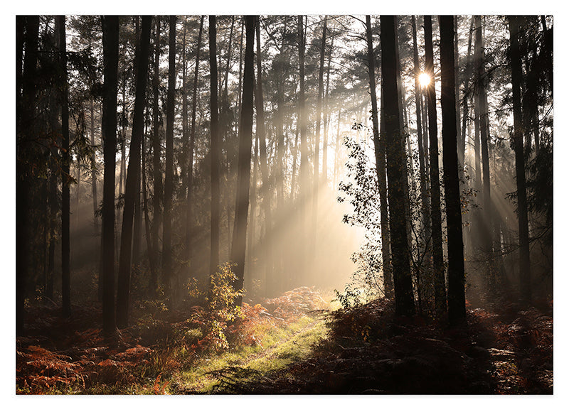 Sonnenstrahlen im Wald