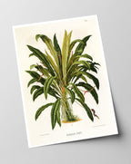 Anthurium Jilekii - Tropenpflanze