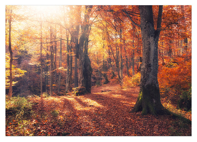 Herbstbäume Hover Image