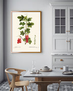 Ribes - Johannisbeer-Zweig