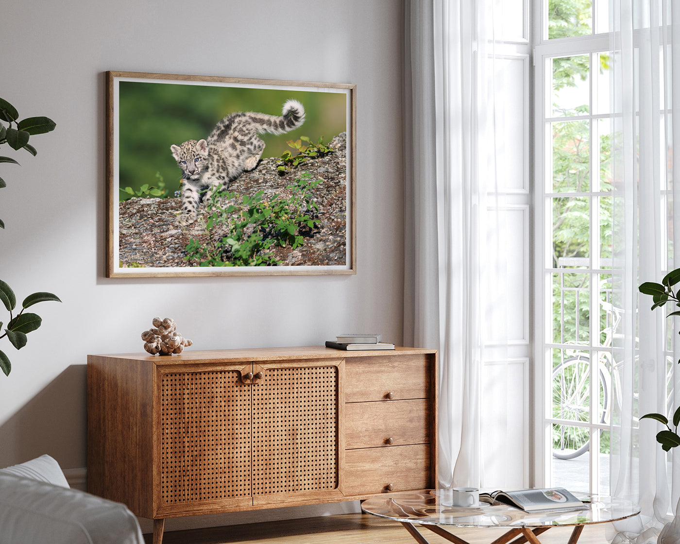 Schneeleoparden-Baby