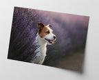 Jack Russel Terrier im Lavendel