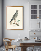 François Levaillant - Grauer Vogel