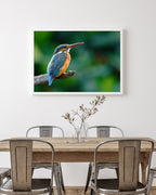 Eisvogel auf einem Ast