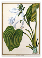 Funkia Cordata - Weiße Funkie