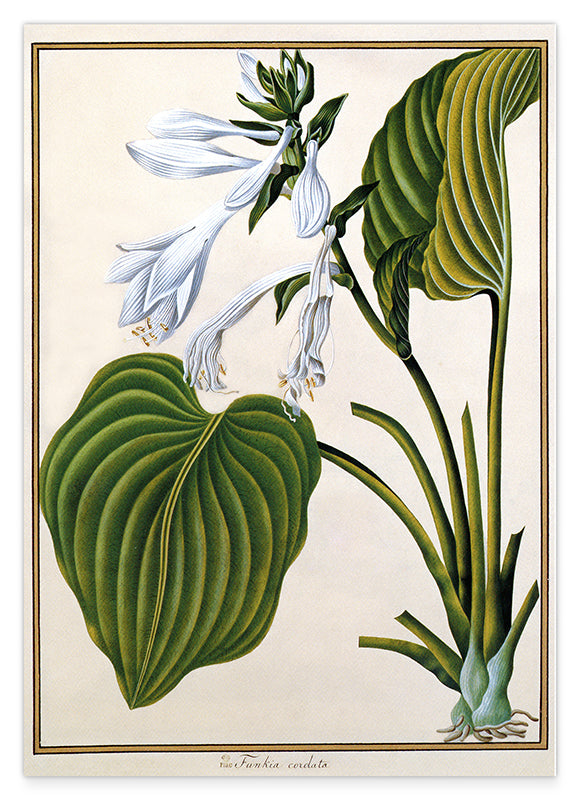 Funkia Cordata - Weiße Funkie Hover Image