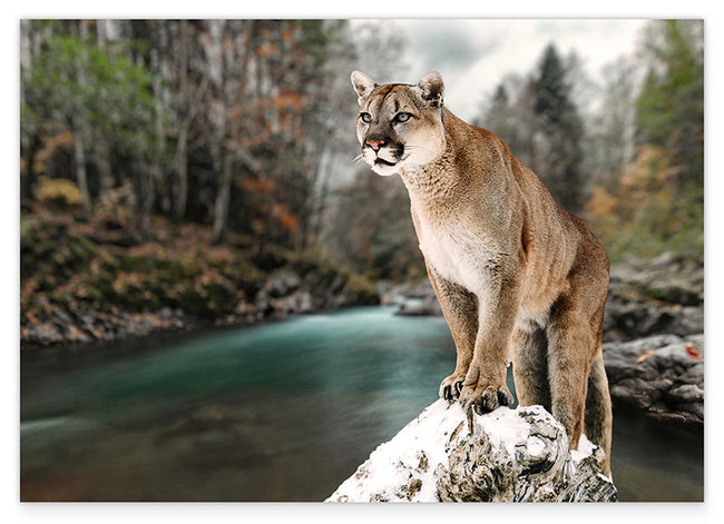 Puma am Fluss Hover Image