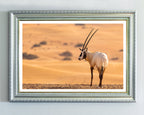 Südafrikanischer Spießbock - Oryx Gazella