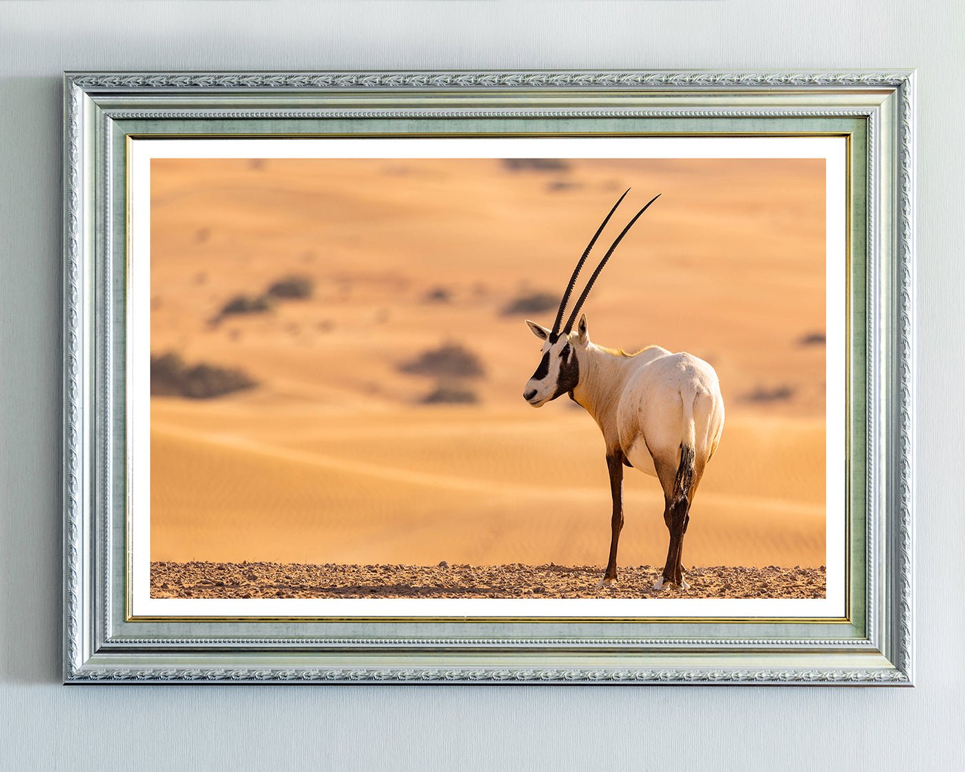 Südafrikanischer Spießbock - Oryx Gazella