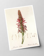 Pitcairnia - Pflanze mit roten Blüten