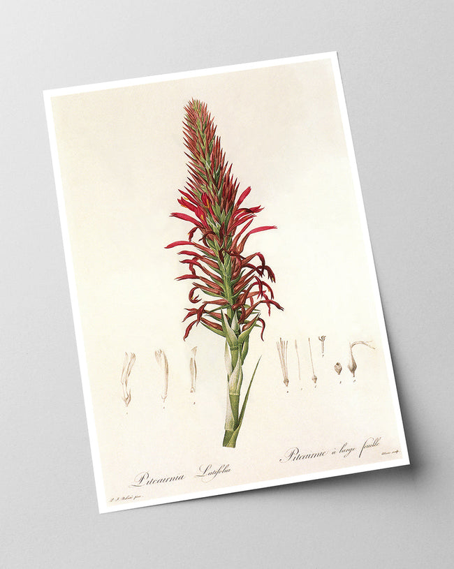 Pitcairnia - Pflanze mit roten Blüten Main Image