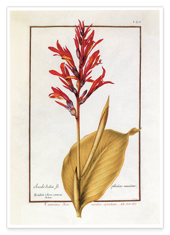 Arundo Indica - Pfahlrohr mit roten Blüten