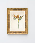 Pflanze mit orangenen Blüten