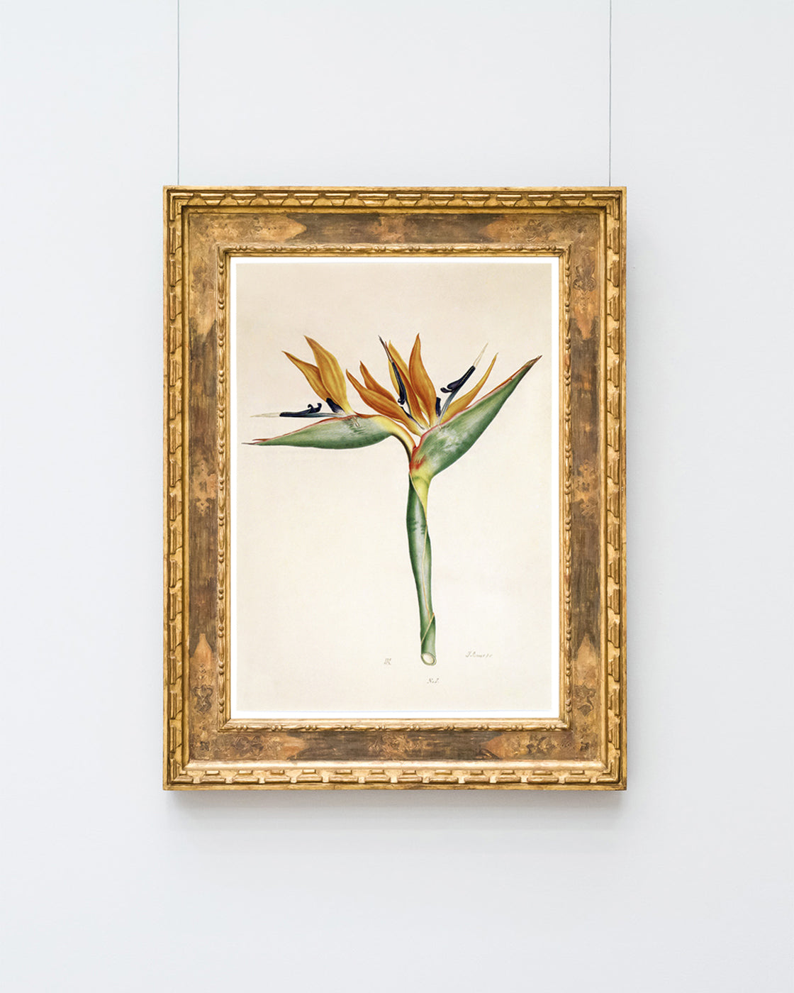 Pflanze mit orangenen Blüten