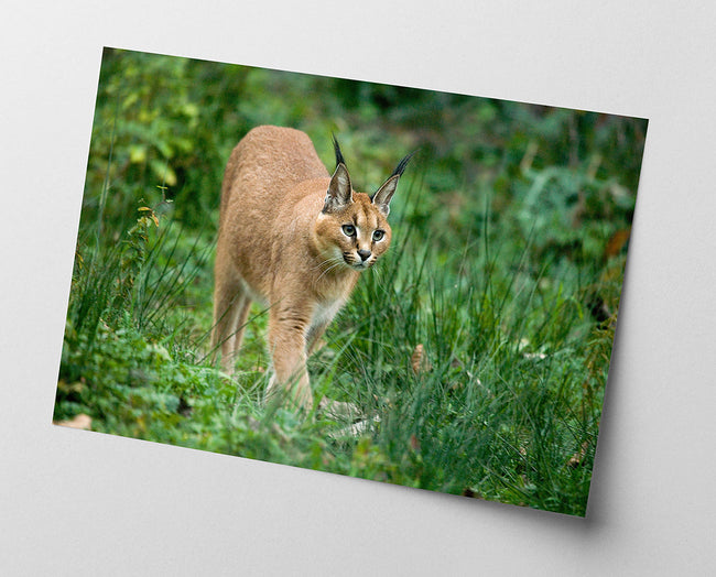 Karakal - Großkatze Main Image
