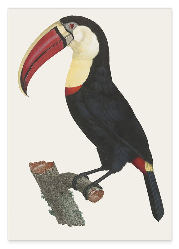 François Levaillant - Tukan Vogel