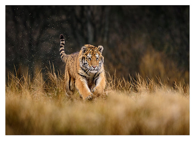 Rennender Tiger Hover Image