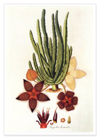 Stapelia Hircosa - Stapelien in Sternform