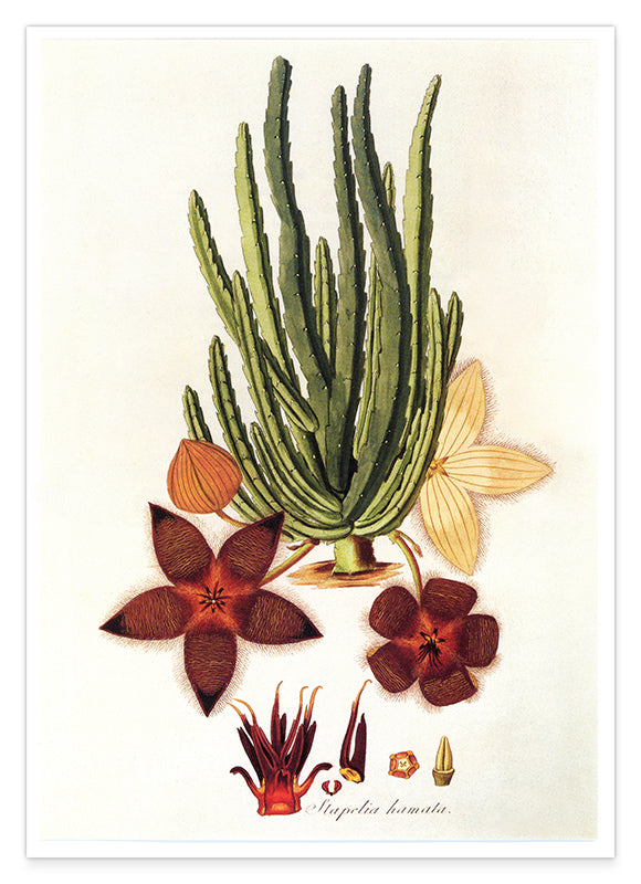 Stapelia Hircosa - Stapelien in Sternform