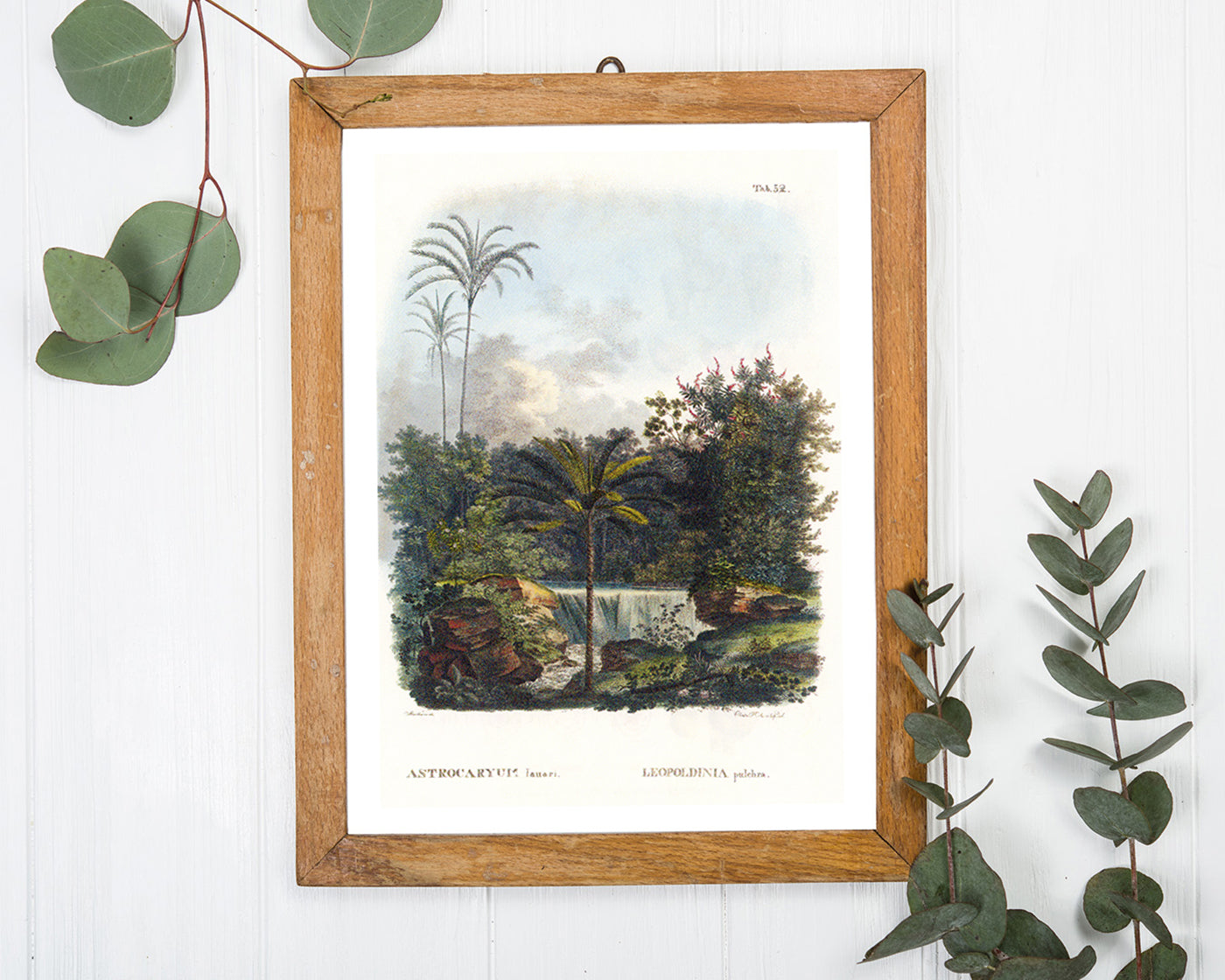 Astrocaryum - Dschungel