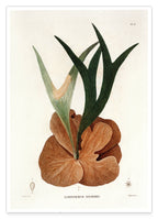 Acrostichum Stemaria - Mangroven Farn