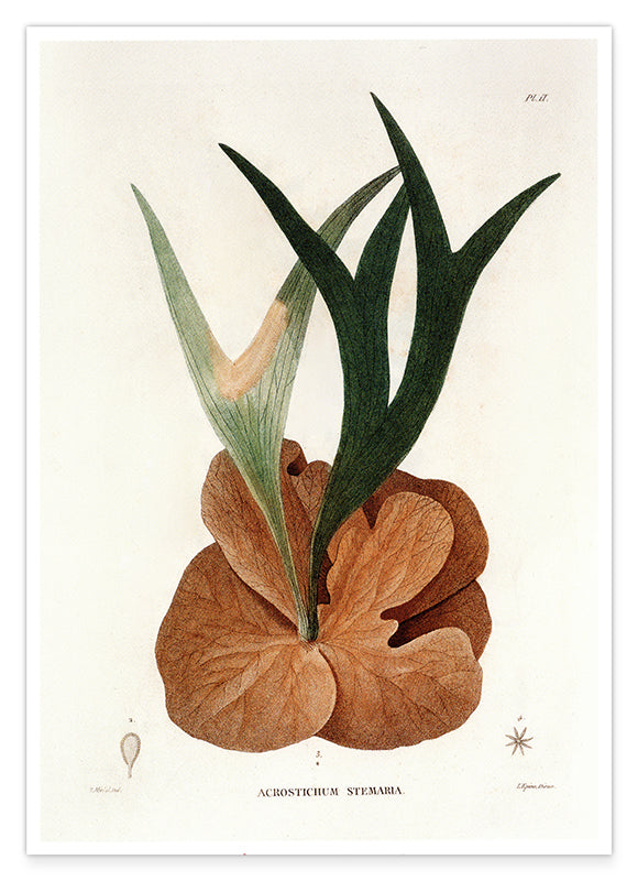 Acrostichum Stemaria - Mangroven Farn Hover Image