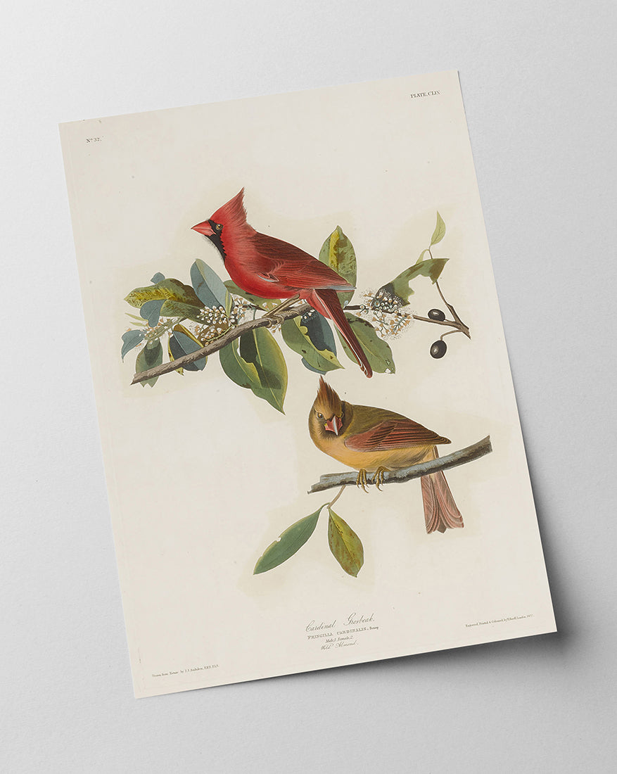John James Audubon - Bunte Vögel auf Ästen