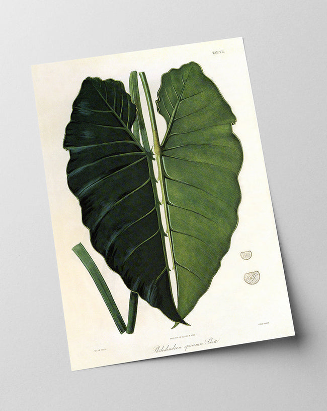 Blatt einer Tropenpflanze Hover Image