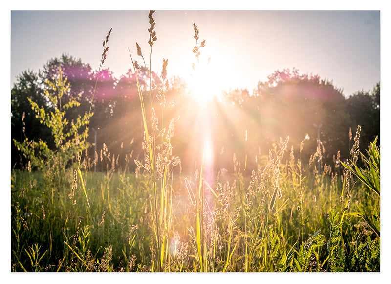 Sonnenstrahlen auf einer Wiese