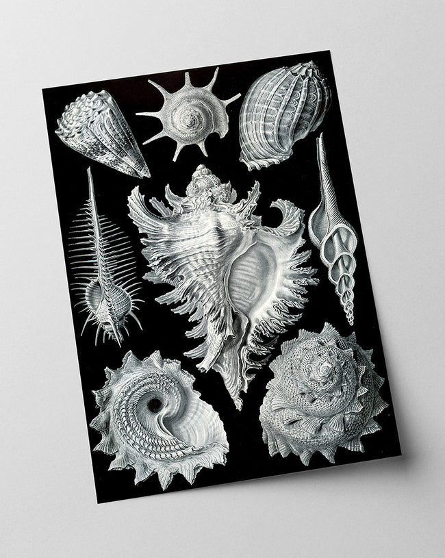 Ernst Haeckel - Seemuscheln und Schnecken Main Image