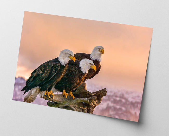 Adler in Natur Main Image