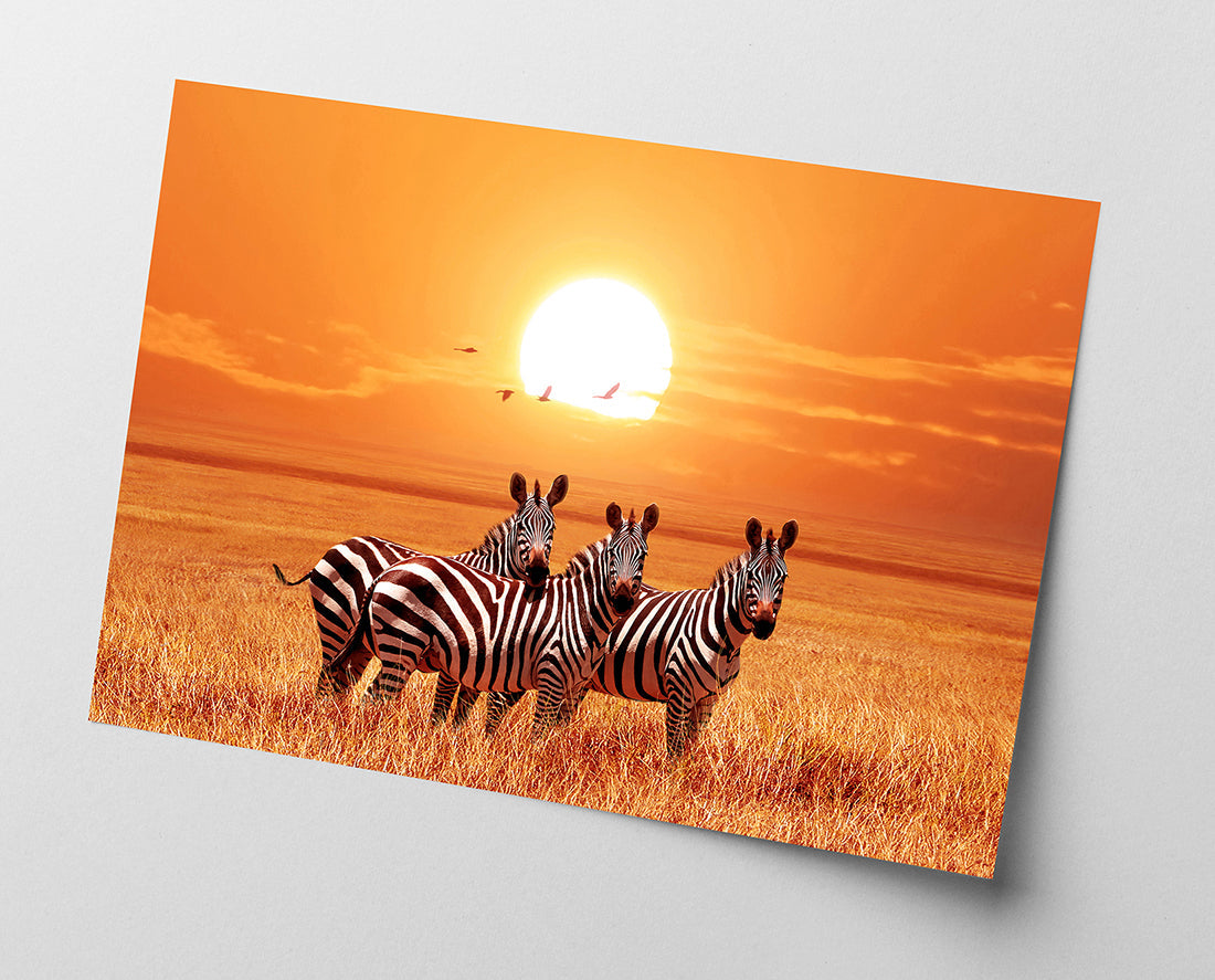 Zebras bei Sonnenuntergang