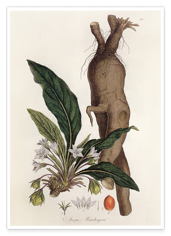 Atropa Mandragora - Gemeine Alraune Hover Image