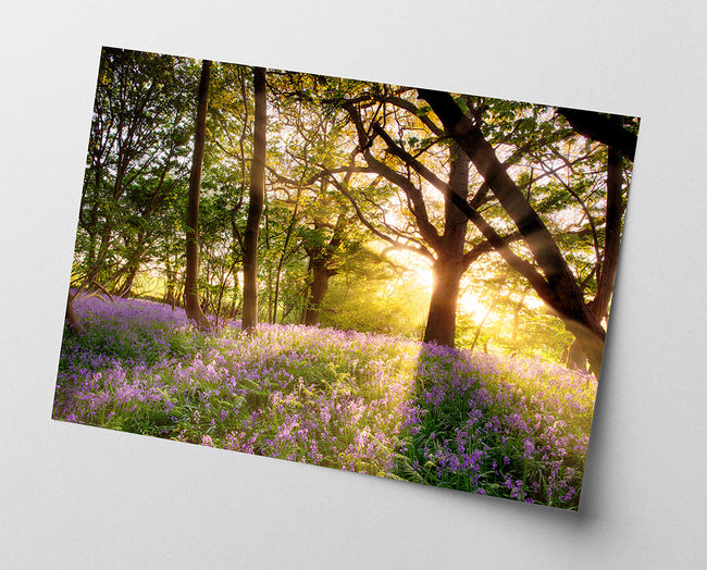 Blumen im Wald Main Image