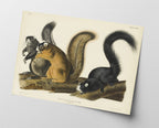 John James Audubon - Eichhörnchen