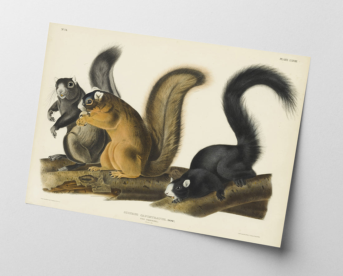 John James Audubon - Eichhörnchen