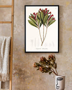 Augusta Attenuata - Pflanze mit roten Blüten