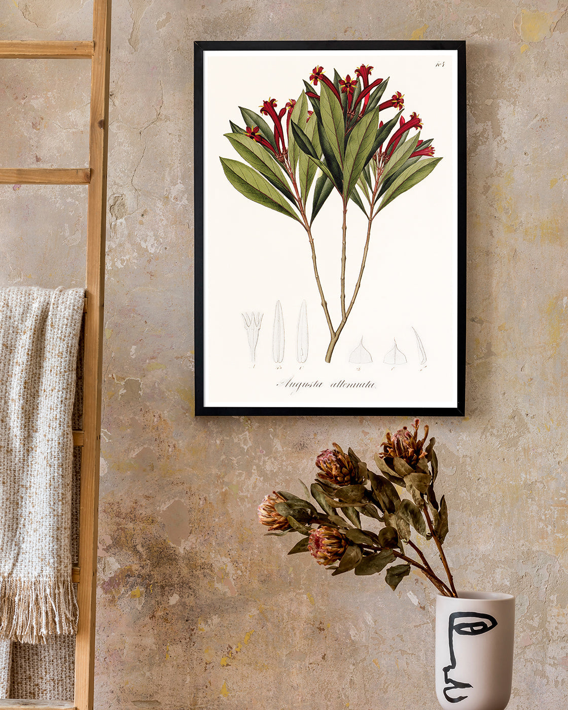 Augusta Attenuata - Pflanze mit roten Blüten