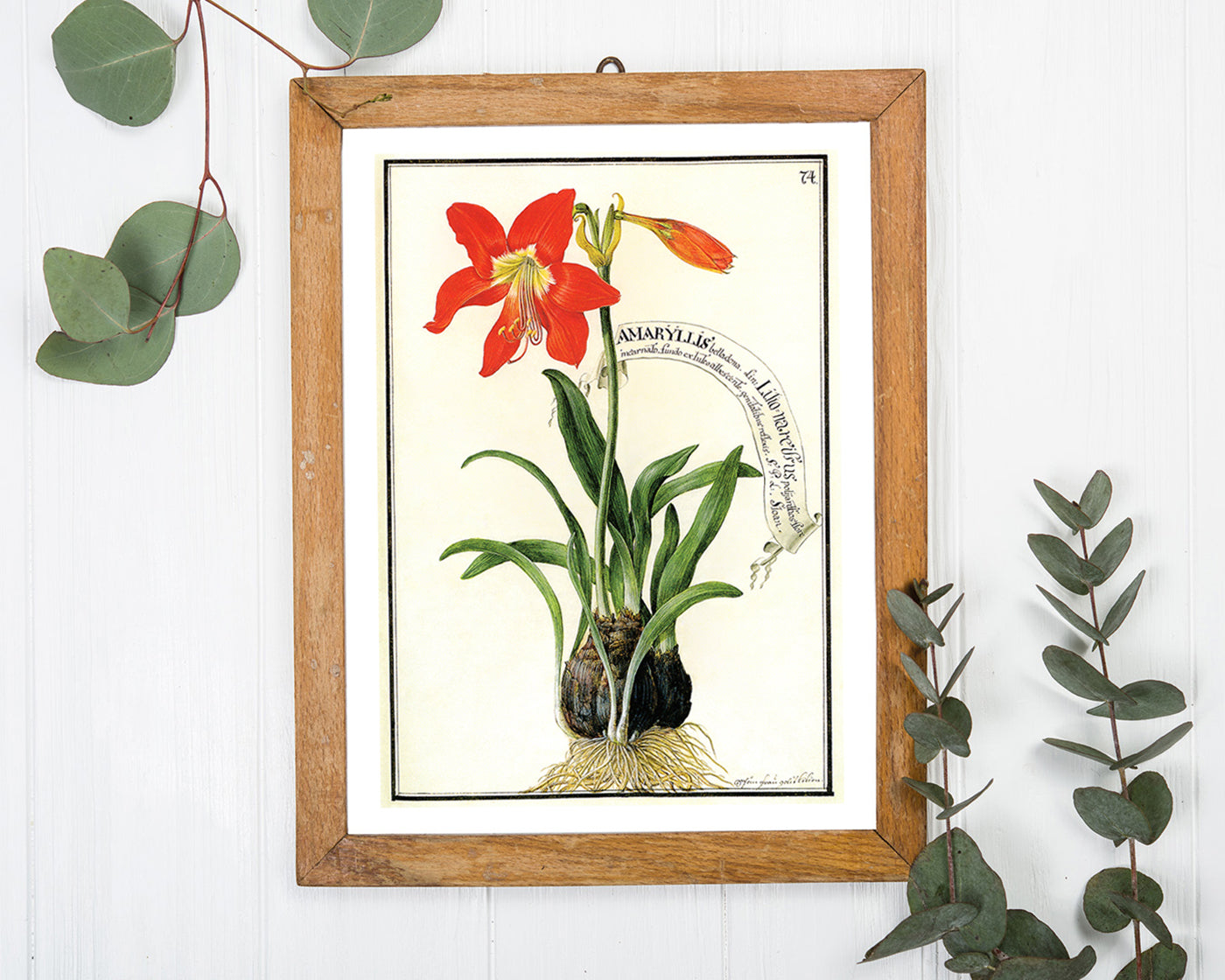 Amaryllis - Rote Belladonnalilie