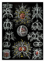 Ernst Haeckel - Mycetozoa