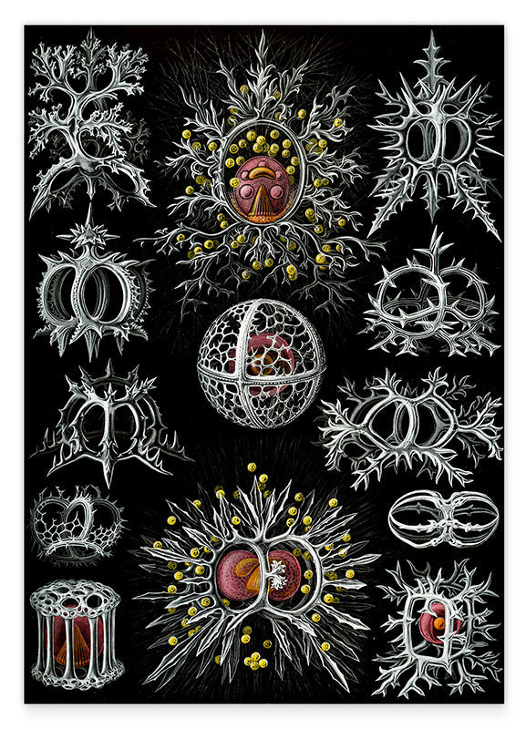 Ernst Haeckel - Mycetozoa Hover Image