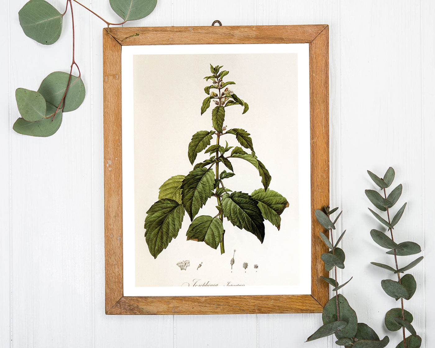 Josephinia imperatricis