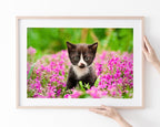 Katzen-Baby in Blumenwiese