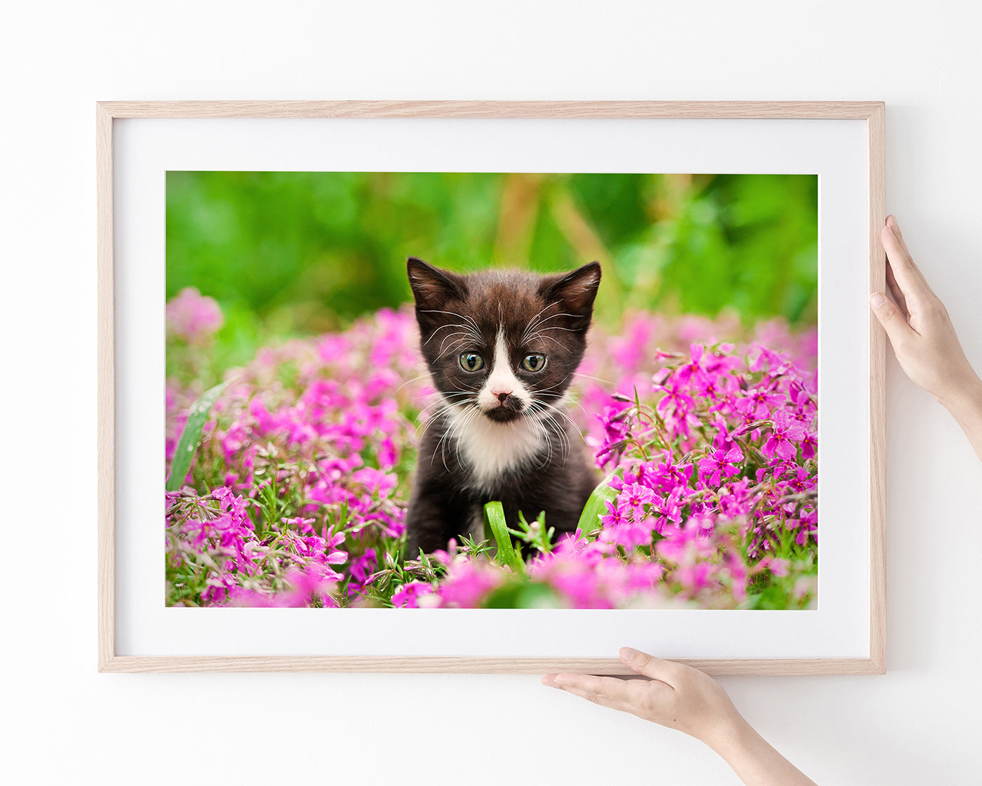 Katzen-Baby in Blumenwiese