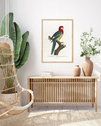 François Levaillant - Paradiesvogel