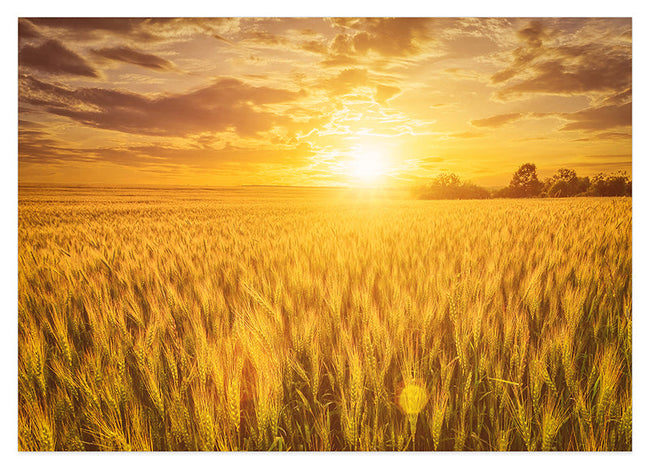 Weizenfeld Hover Image