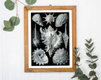 Ernst Haeckel - Seemuscheln und Schnecken