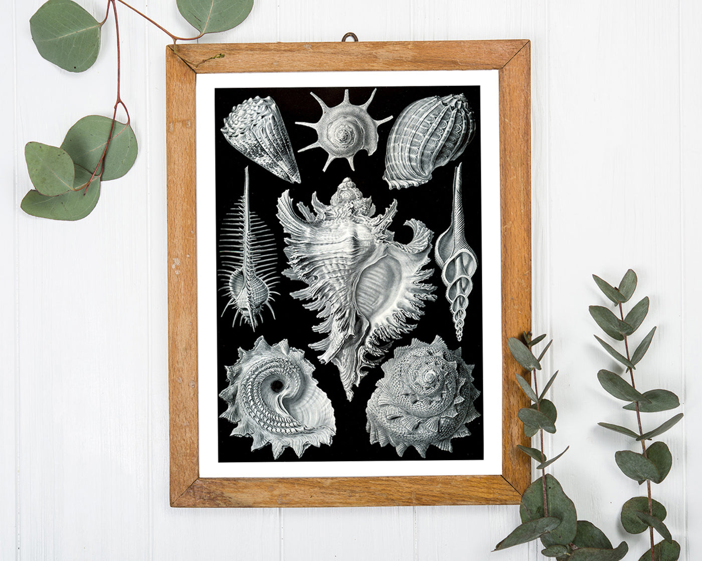 Ernst Haeckel - Seemuscheln und Schnecken