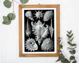 Ernst Haeckel - Seemuscheln und Schnecken
